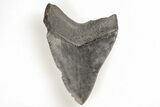 Fossil Megalodon Tooth - South Carolina #196857-1